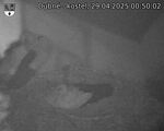 Capi_Dubne_20250429_005002.jpg