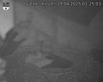 Capi_Dubne_20250429_012503.jpg
