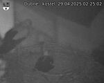 Capi_Dubne_20250429_022502.jpg
