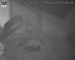 Capi_Dubne_20250429_030002.jpg