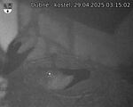 Capi_Dubne_20250429_031502.jpg