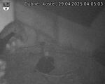 Capi_Dubne_20250429_040503.jpg