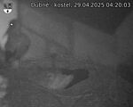 Capi_Dubne_20250429_042003.jpg