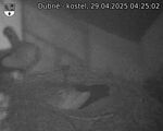 Capi_Dubne_20250429_042502.jpg