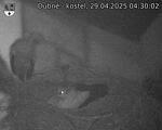 Capi_Dubne_20250429_043002.jpg