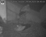 Capi_Dubne_20250429_044503.jpg