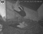 Capi_Dubne_20250429_050003.jpg