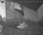 Capi_Dubne_20250429_050503.jpg