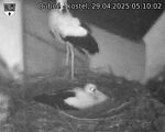 Capi_Dubne_20250429_051002.jpg