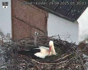 Capi_Dubne_20250429_053003.jpg (1350 x 1080)