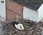 Capi_Dubne_20250429_053503.jpg