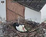 Capi_Dubne_20250429_054503.jpg