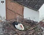 Capi_Dubne_20250429_055002.jpg