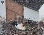 Capi_Dubne_20250429_055503.jpg