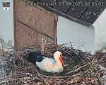Capi_Dubne_20250429_060502.jpg