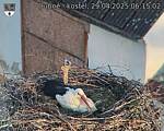 Capi_Dubne_20250429_061502.jpg