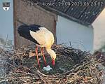 Capi_Dubne_20250429_062002.jpg