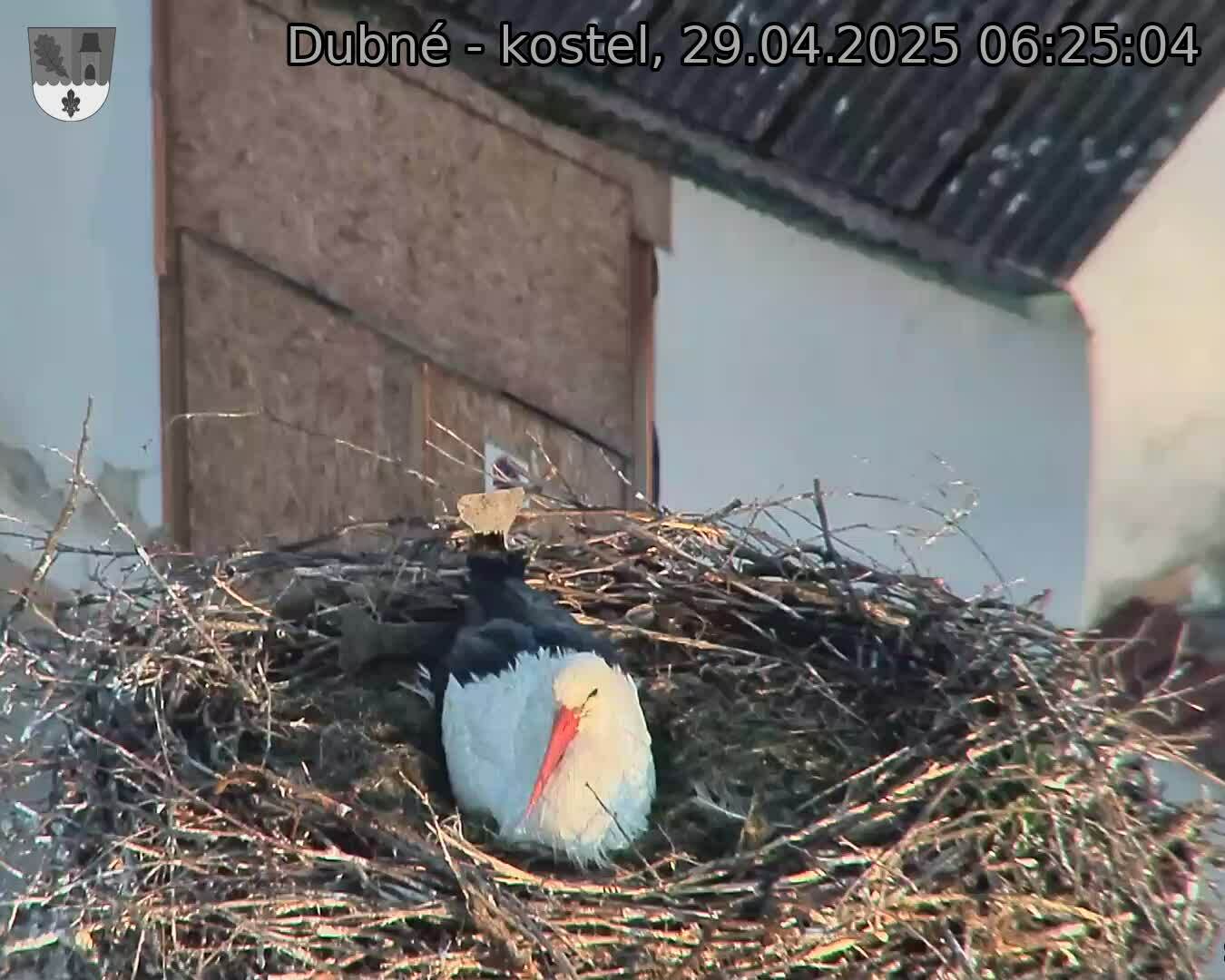 Capi_Dubne_20250429_062504.jpg (1350 x 1080)