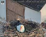 Capi_Dubne_20250429_062504.jpg