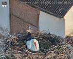 Capi_Dubne_20250429_063002.jpg