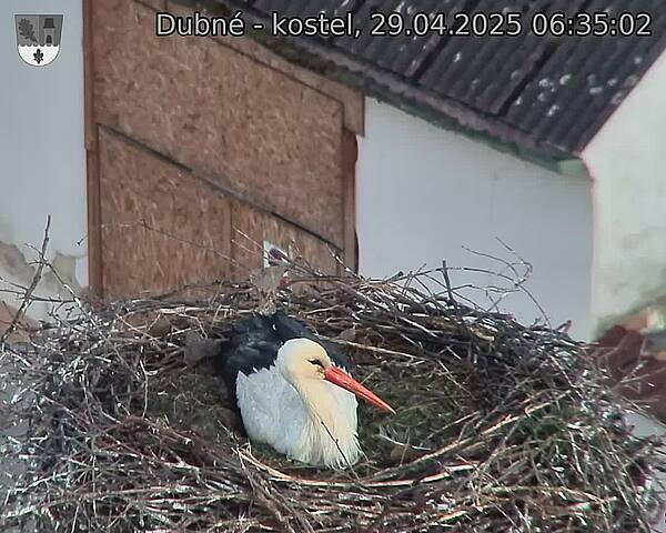 Capi_Dubne_20250429_063502.jpg (1350 x 1080)