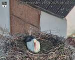 Capi_Dubne_20250429_064003.jpg