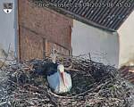 Capi_Dubne_20250429_064502.jpg