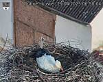 Capi_Dubne_20250429_065004.jpg