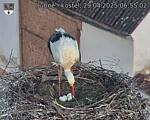 Capi_Dubne_20250429_065502.jpg