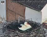 Capi_Dubne_20250429_070004.jpg