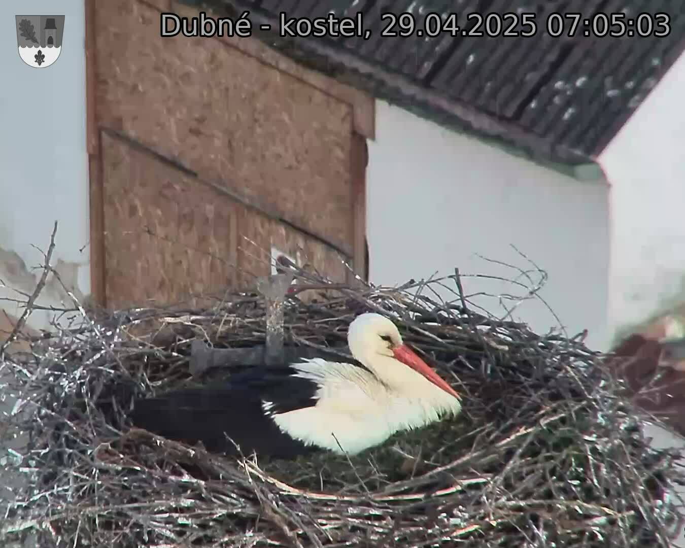 Capi_Dubne_20250429_070503.jpg (1350 x 1080)