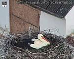 Capi_Dubne_20250429_070503.jpg