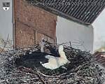 Capi_Dubne_20250429_071002.jpg