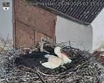 Capi_Dubne_20250429_071503.jpg