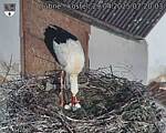 Capi_Dubne_20250429_072003.jpg