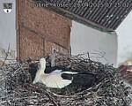 Capi_Dubne_20250429_072502.jpg