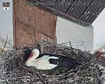 Capi_Dubne_20250429_074502.jpg