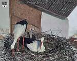 Capi_Dubne_20250429_075002.jpg