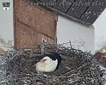 Capi_Dubne_20250429_080002.jpg