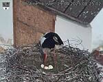 Capi_Dubne_20250429_082502.jpg