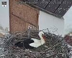 Capi_Dubne_20250429_083003.jpg