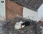 Capi_Dubne_20250429_085003.jpg