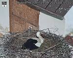 Capi_Dubne_20250429_085502.jpg
