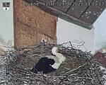 Capi_Dubne_20250429_090003.jpg