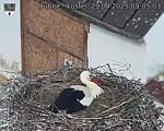 Capi_Dubne_20250429_090504.jpg