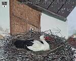 Capi_Dubne_20250429_092004.jpg