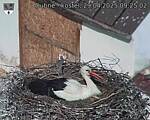 Capi_Dubne_20250429_092502.jpg