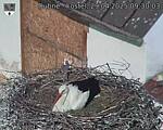 Capi_Dubne_20250429_093004.jpg