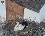 Capi_Dubne_20250429_093504.jpg