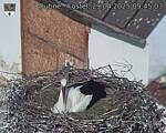 Capi_Dubne_20250429_094503.jpg